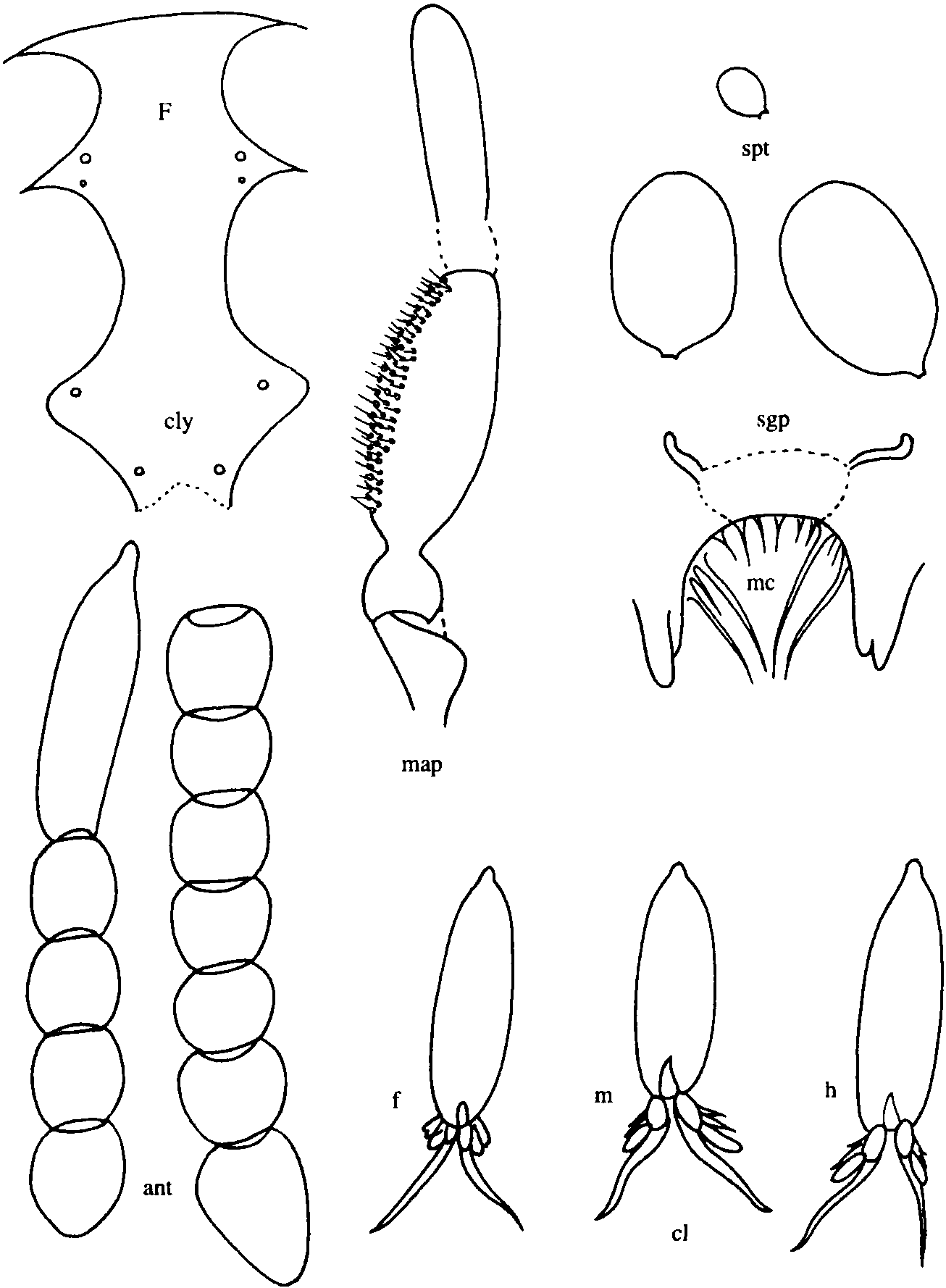 38.青海細(xì)蠓